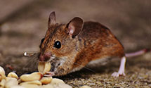 24 Hour & Emergency Exterminators in Demossville, KY